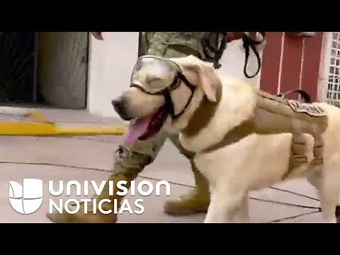 Frida, el perro rescatista que inspira a México tras el terremoto