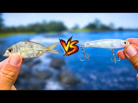 Land Based | LIVEBAIT vs LURE Fishing Challenge!?! (Gold Coast QLD)