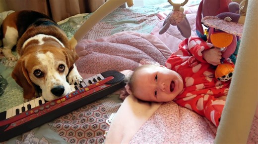 Keyboard-playing beagle makes newborn baby cry