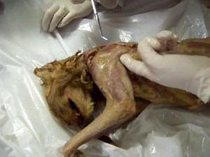 Cat dissection - muscles