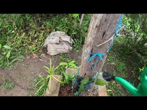 Dragon fruit Secret to getting the proper amount of water to the roots for proper plant absorption.