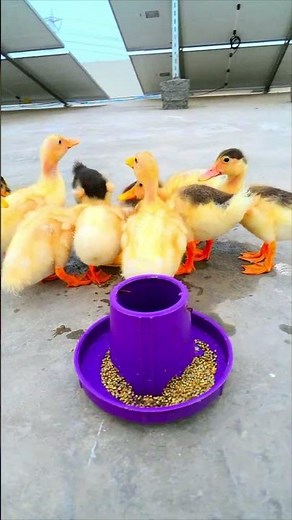 Baby ducks quacking 10 hours #baby #duck #duckling #shorts