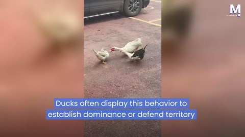Three ducks caught in heated quacking argument in China