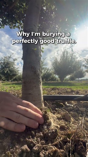 Why I Bury Truffles I Just Found
