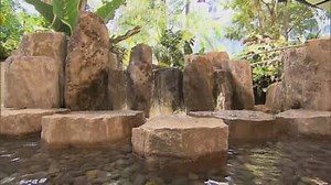 Amazon's new 'Spheres' office building has a rainforest inside