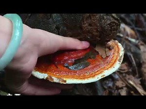 Nature’s Hidden Treasure 🍄 | Wild Mushroom Hunt in Yunnan Mountains