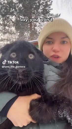 The Life of the Panther Luna: A Heartwarming Story of Resilience and Strength