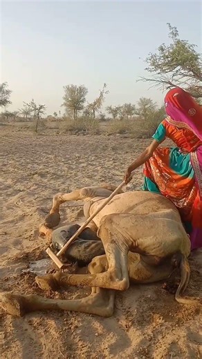 عندما عجزت الكلمات عن تهدئة جمل، قامت امرأة بتهدئة جمل بتقاليدها.