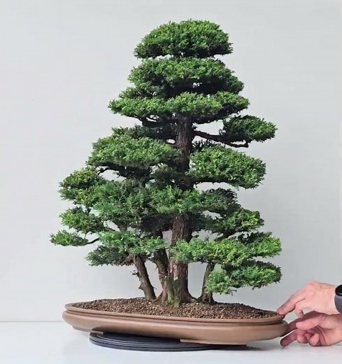 Bonsai Cryptomeria Japonica