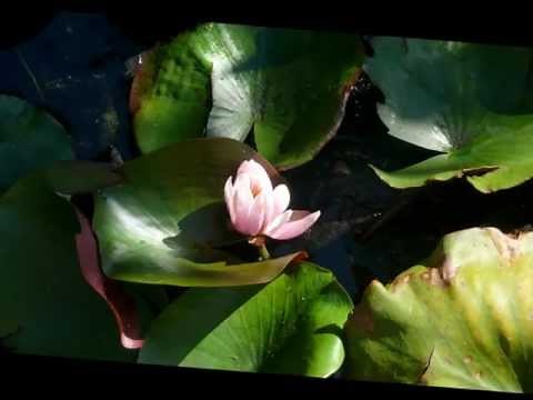 HEART CHAKRA MEDITATION (KARUNESH)