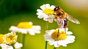 Bee stings - how to treat them, how long they last and when will swelling go down