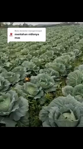 Membalas @managersicepat ini mentahannya, btw saya cewe lo masa dipanggil mas🤣#vc #videocallprank #vidiokol #masukberandafyp #fyp #prank