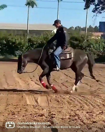 The man cut the horse's hair #horsetrack #horse #hairstyle #horsegrooming