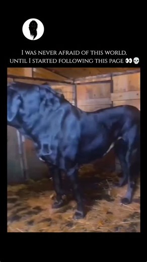 WeirdlyWild on Instagram: "Great Dane, English Mastiff, and Saint Bernard are iconic examples, known not just for their size but for their "gentle giant" temperaments. While these dogs were historically bred for demanding roles like guarding estates, hunting large game, or performing mountain rescues, most today are affectionate family companions that require significant space and consistent training. Despite their sturdy appearance, large breeds often face unique health challenges, including sh