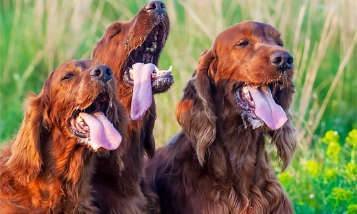 The 77 Best Irish Dog Names Female and Their Meanings