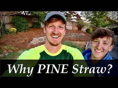 PINE STRAW | WHERE and WHY to use it