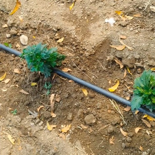 How to apply fertilizer with drip irrigation lines #dripirrigation #farming