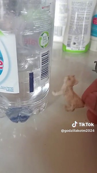 Hickory Dickory Dock: A Fun Children's Rhyme