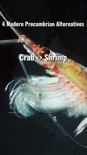 4 Modern Precambrian Alternatives
