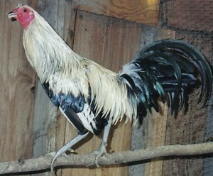 Silver Duckwing Jungle Fowl Old English | Cackle Hatchery®