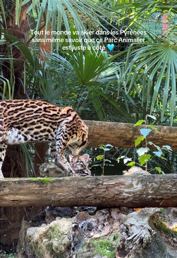 Découvrez le Parc Animalier près des Pyrénées