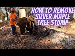 How to Remove Silver Maple Tree Stump