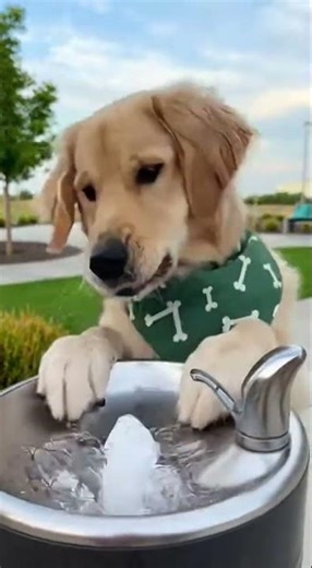 Ep. 15 | ペットの面白い瞬間集｜癒し＆爆笑ショート動画