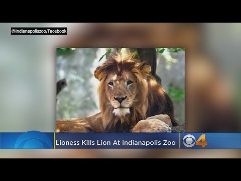 Lion At Indianapolis Zoo Killed By Mother Of Its Cubs