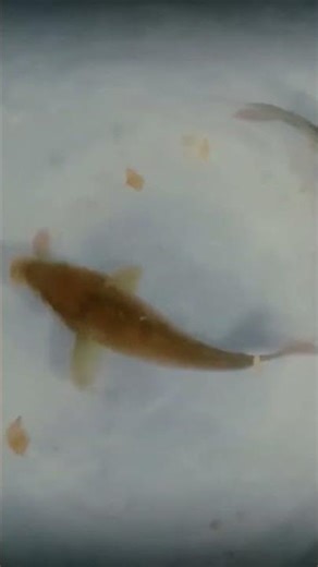 #New #comedymemes #nature #fish dance