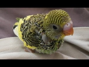 Handfeeding a baby budgie| Simple tips to hand feed your baby bird