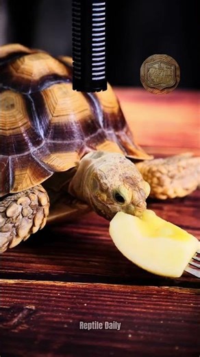 Turtle eating apple ASMR #turtleasmr #reptileasmr #asmr