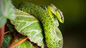 This monstrous snake resurfaces after disappearing for six decades