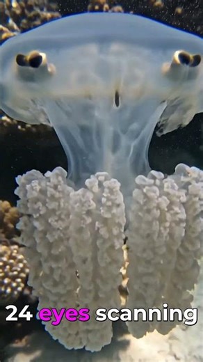 24 Eyes. Ocean's Deadliest Venom. Watch Closel