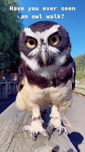Cecil the Spectacled Owl: How to Walk Like a Bird