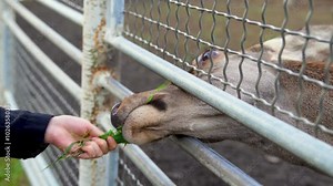 A girl feeds grass to a moose through a fence, zoo.