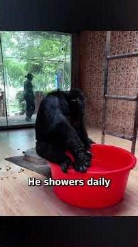 This Chimpanzee Lives Better Than Me 😭