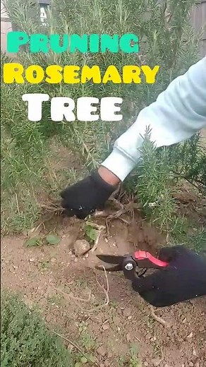 Pruning Rosemary, the secret to Bigger Plant. #gardening