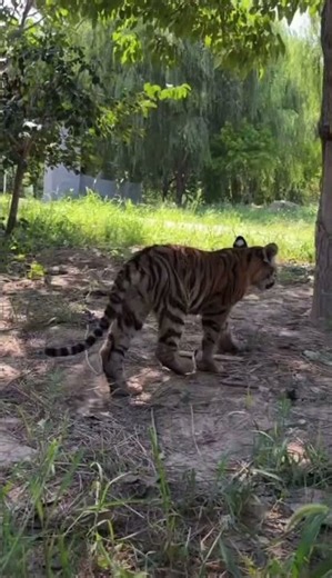 A cat that can climb trees after failing to show off. Puyang Dongbei Zhuang Wildlife Park. Natur