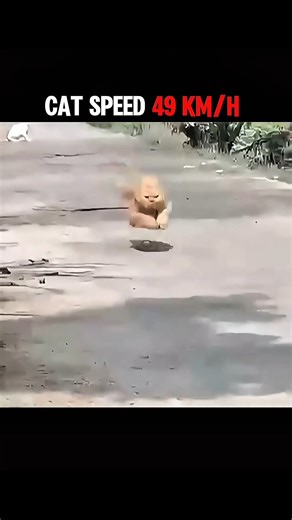 The Fastest Animal on Land #shorts #trending #animals #wildlife