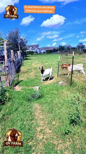 Le Aventamos una Chivona a un Nuevo Semental Boer | Pura Raza Chivera