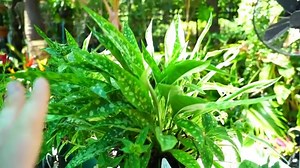 Lungwort: Verwendungen, Nebenwirkungen, Wechselwirkungen, Dosierung und Warnhinweise - Vitamine - Nahrungsergänzungsmittel 2026