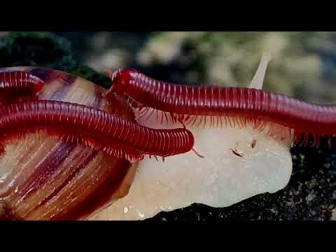 A Millipede is Riding a Snail?! Rare Nature Encounter