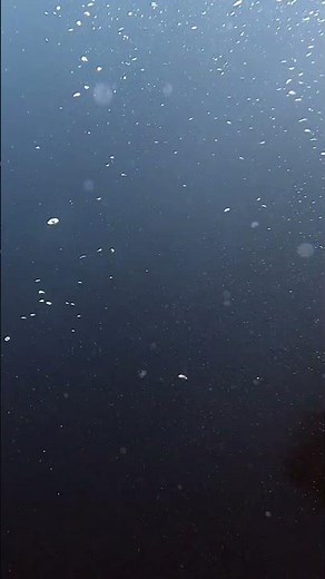 🇪🇨 Le poisson-lune Mola Mola : géant des océans