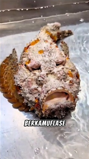 Catching a stonefish that looks like a coral reef