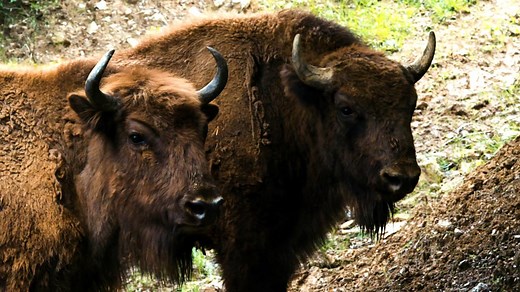 Rewilding Europe is trying to bring some ~wild~ back to the continent by reintroducing animals like the European bison to areas where they were driven to extinction by human interaction. A little ~wild~ is always a good thing. | Great Big Story