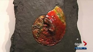 Ammolite named the official gemstone of Alberta