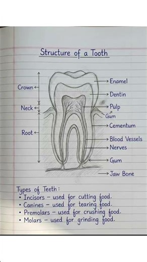 Structure of Tooth #humananatomy #tooth #biologyclass12 #neet #ssccgl #basicbiology #viralshorts