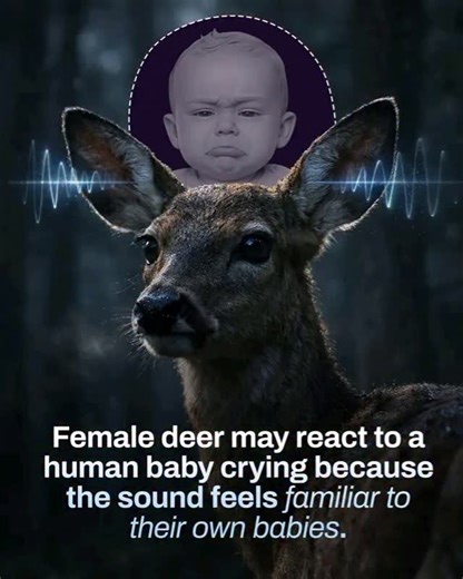 S.C.I.E.N.C.E on Instagram: "Female deer may sometimes react to the sound of a human baby crying because it closely resembles the distress call of their own fawns. Across many mammals, infant cries share similar high-pitched frequencies and urgent acoustic patterns. These sounds are biologically designed to trigger attention and caregiving instincts in mothers. When a deer hears such a cry, her brain can interpret it as a signal that a young animal is in danger. As a result, she may instinctivel