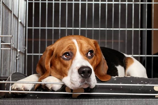 How to Soundproof a Dog Crate or Kennel: Different Options