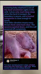 Snoring Baby Elephant: What It Means When A Calf Sleeps Deeply#foryou #fyp #animals#funny